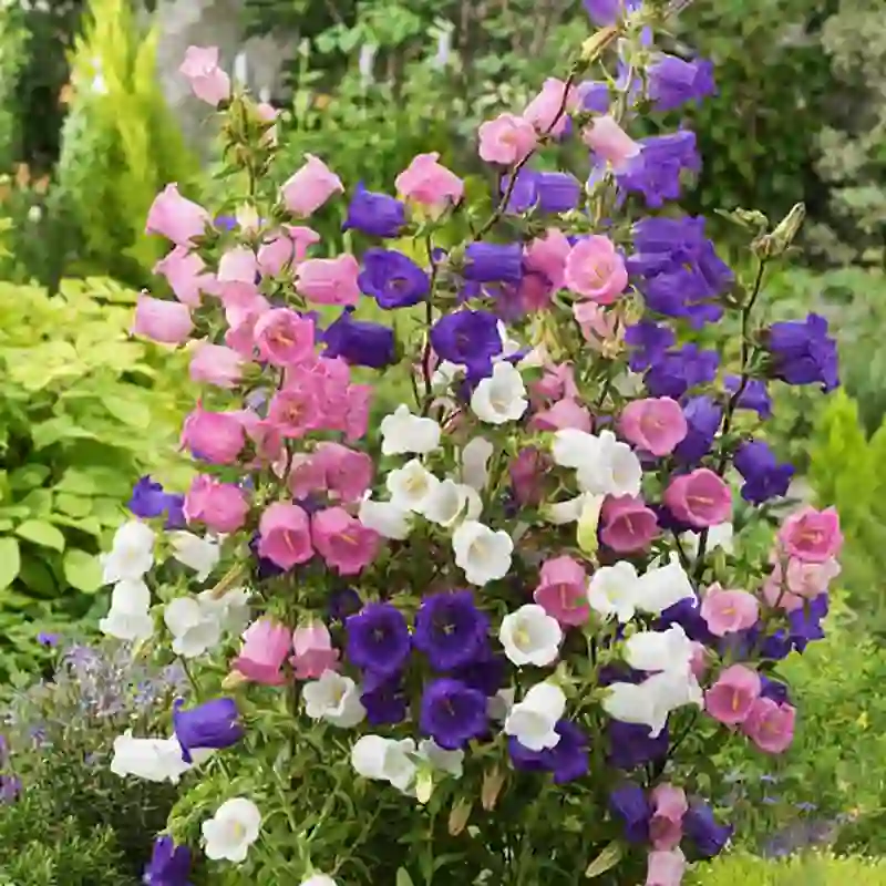 Canterbury bells 