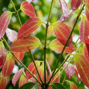Cinnamon tree red leaves