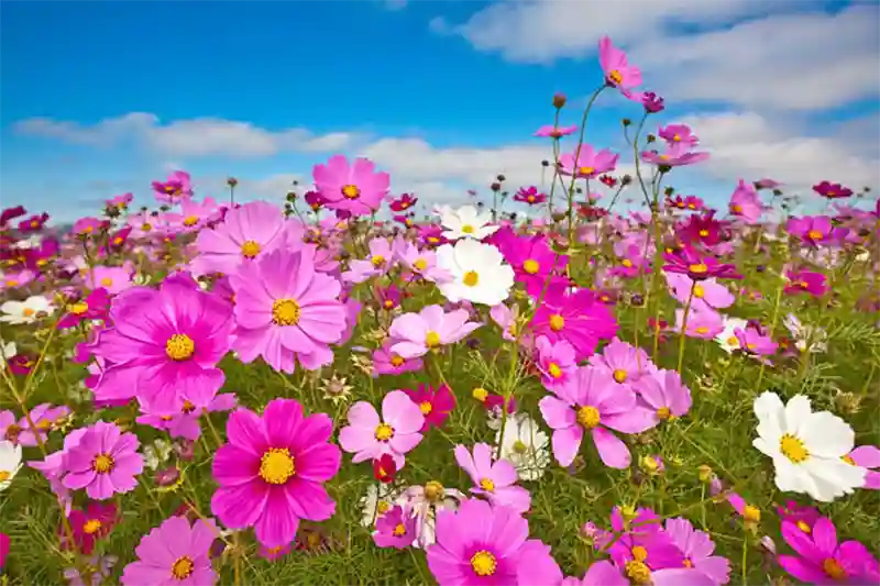 Cosmos Flower