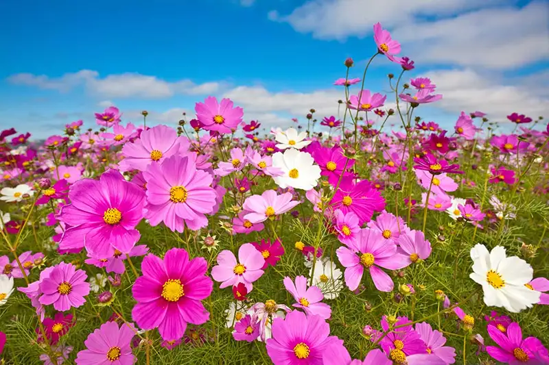 Cosmos
