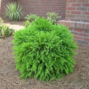 Cryptomeria globosa nana shrub