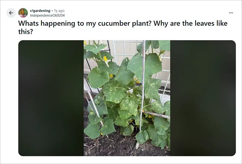 Cucumber plant