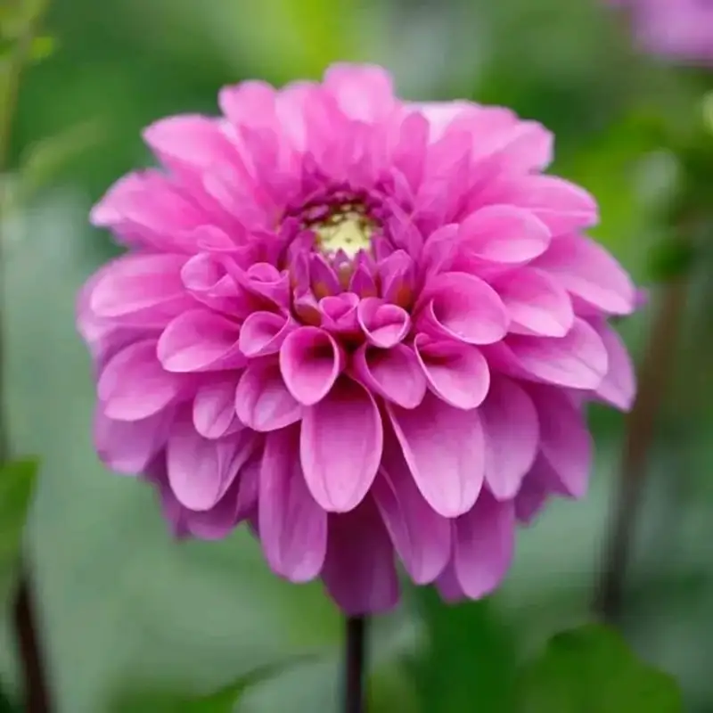 Dahlia