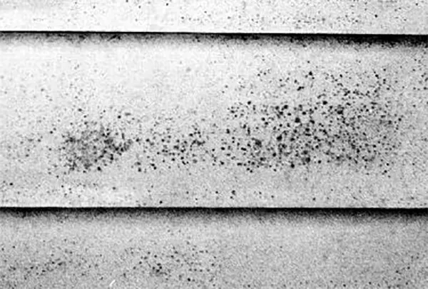 Dark mildew staining along the shaded north side of painted wood siding.