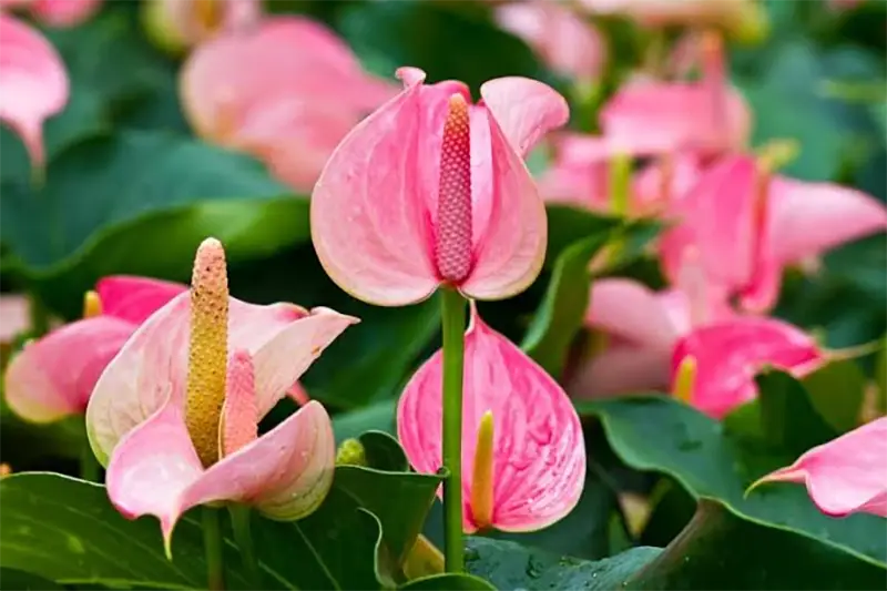 Flamingo lily