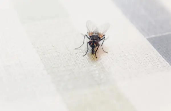 Flies