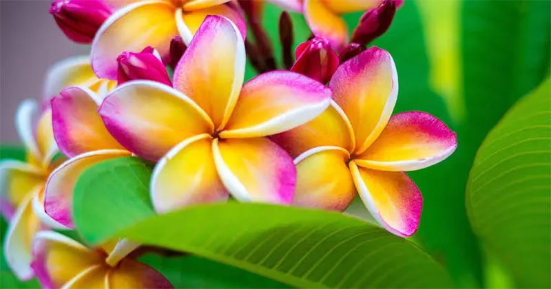 Frangipani