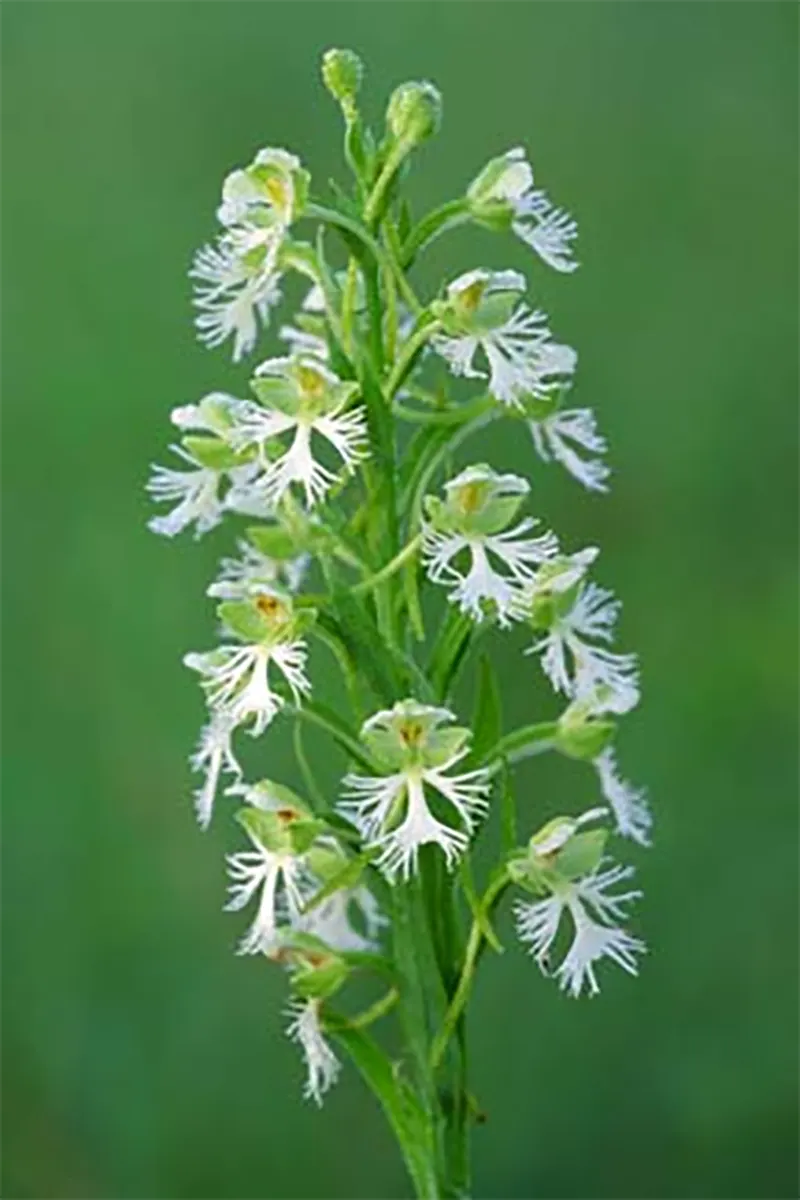 Fringed Orchid
