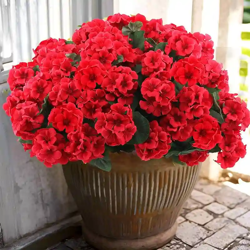 Garden geraniums