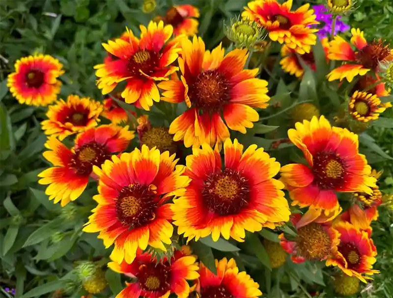 Gerbera Daisy