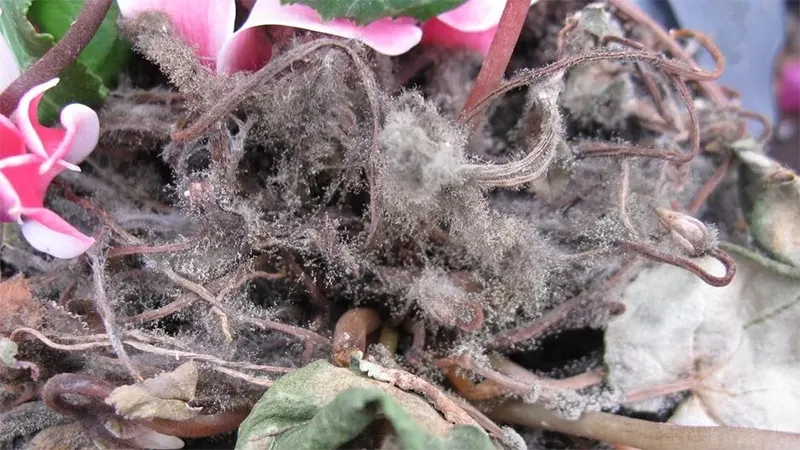 grey-mould-on-cyclamen