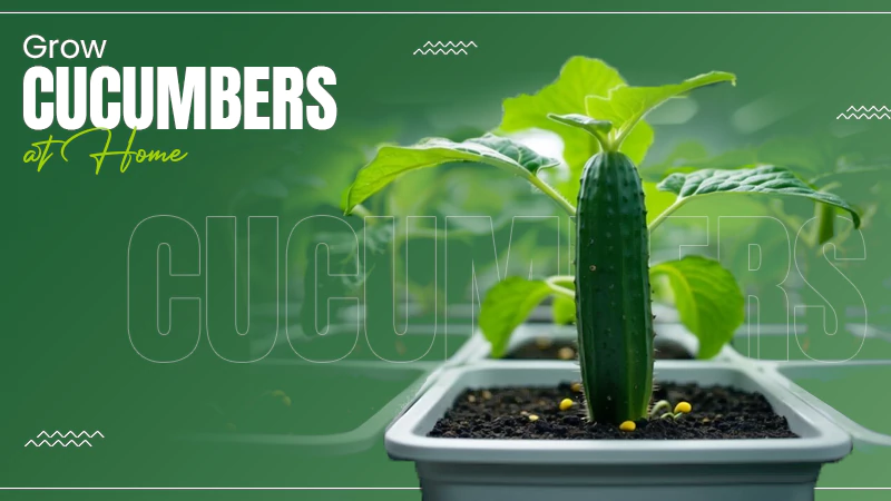 Grow Cucumbers at Home