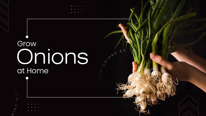 Grow Onions at Home