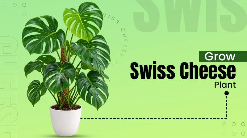 Grow Swiss Cheese Plant