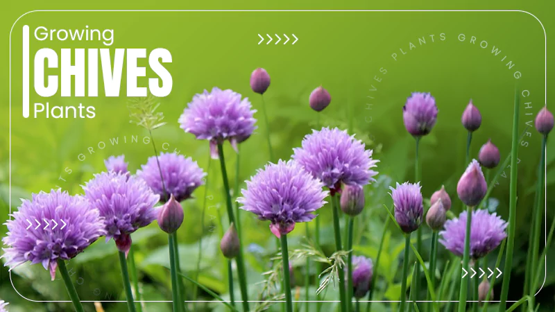 Growing Chives Plants