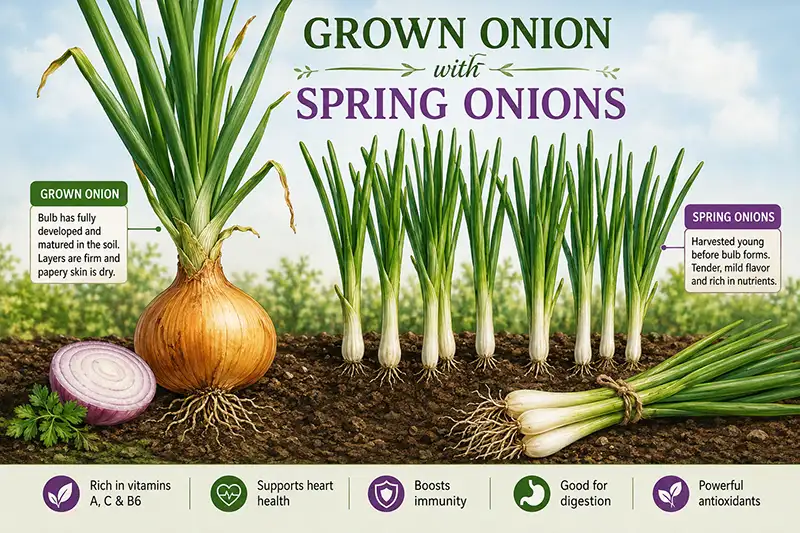 Grown Onions and Spring Onion