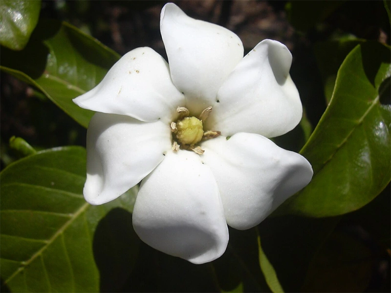 Hawaiian Gardenia 