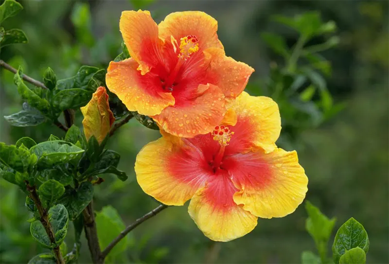 Hawaiian Hibiscus 