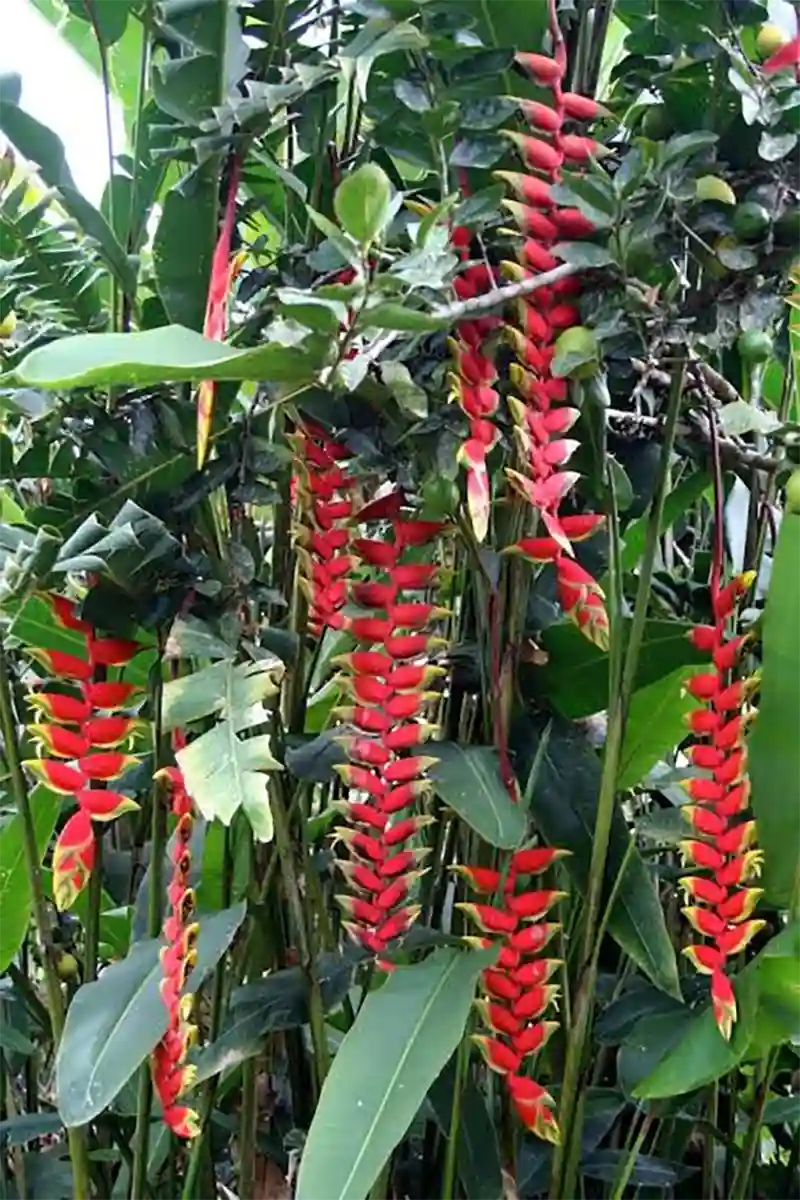 Heliconias 