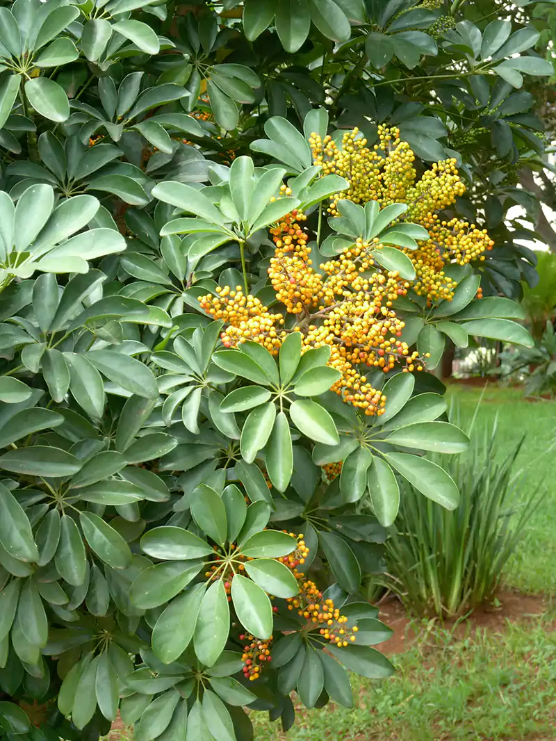 Heptapleurum arboricola