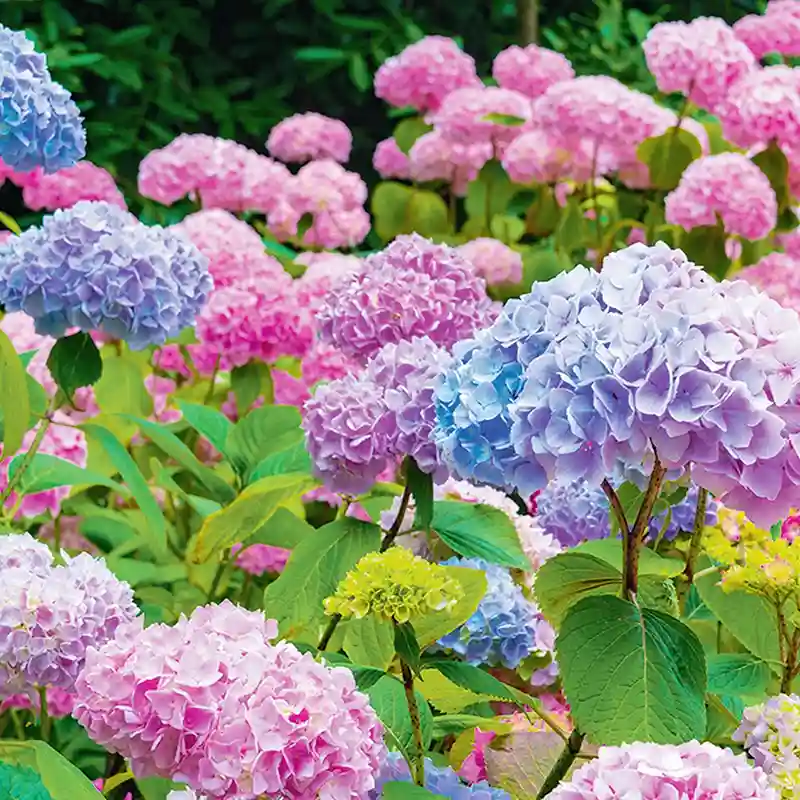 Hydrangea