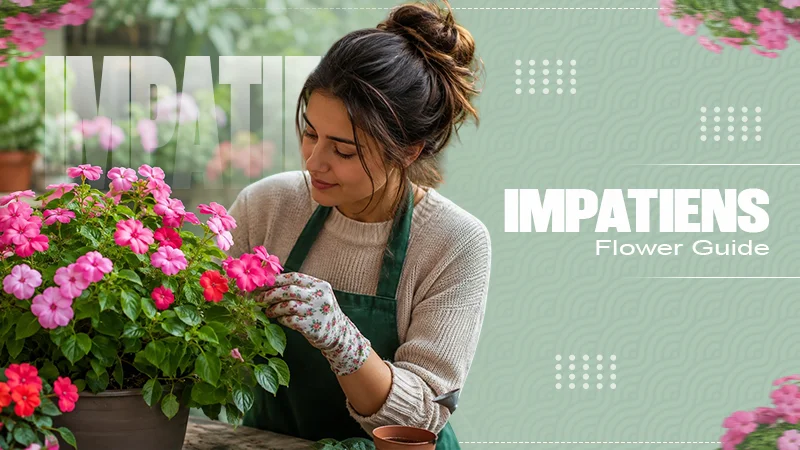 Impatiens Flower Guide
