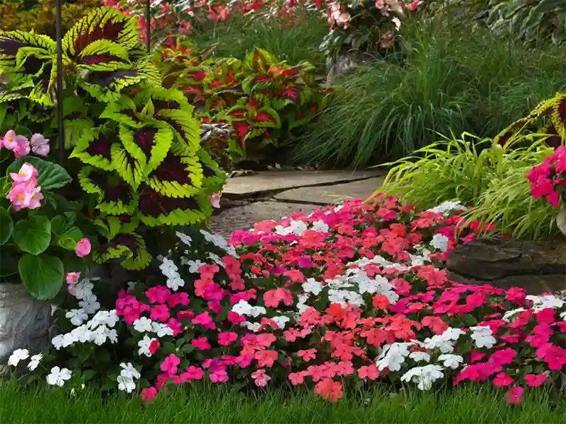 Impatiens flowers 
