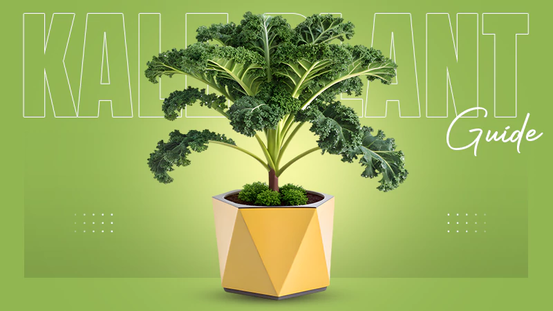 Kale Plant Guide