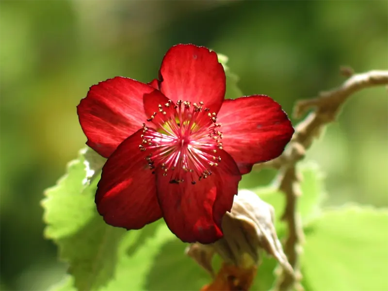 Ko’oloa ‘ula