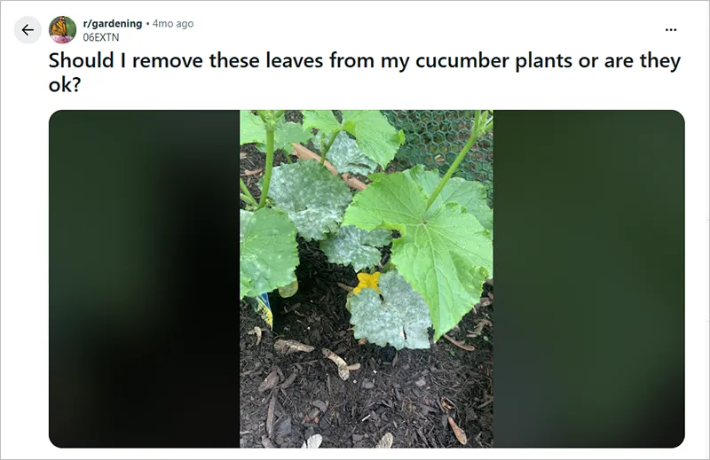Leaves of Cucumber Plant
