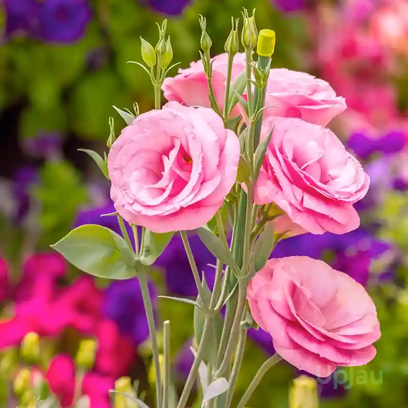 Lisianthus