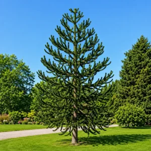 Monkey puzzle tree park