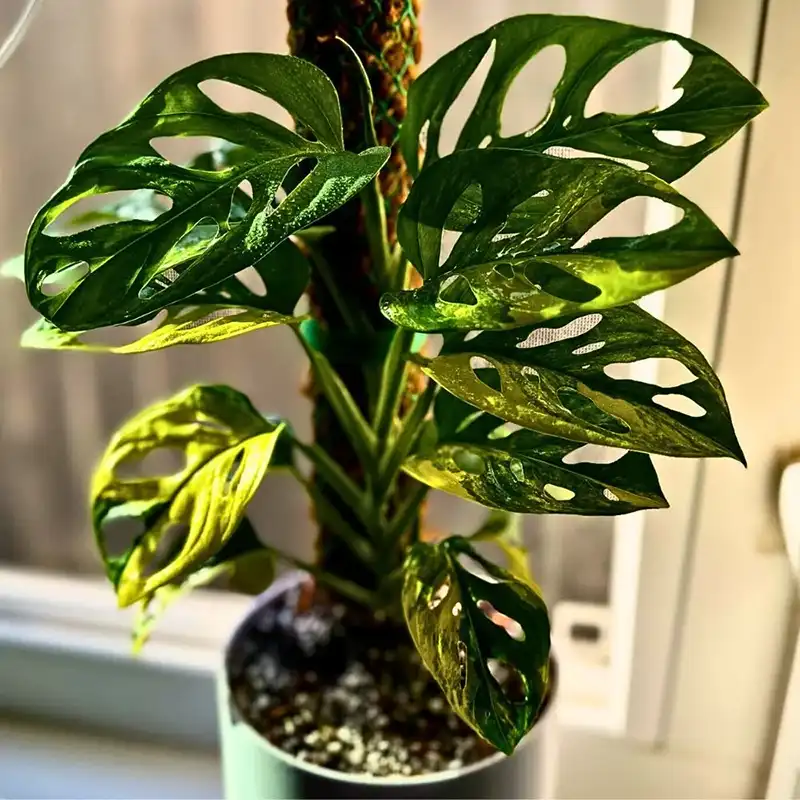 Monstera Adansonii 
