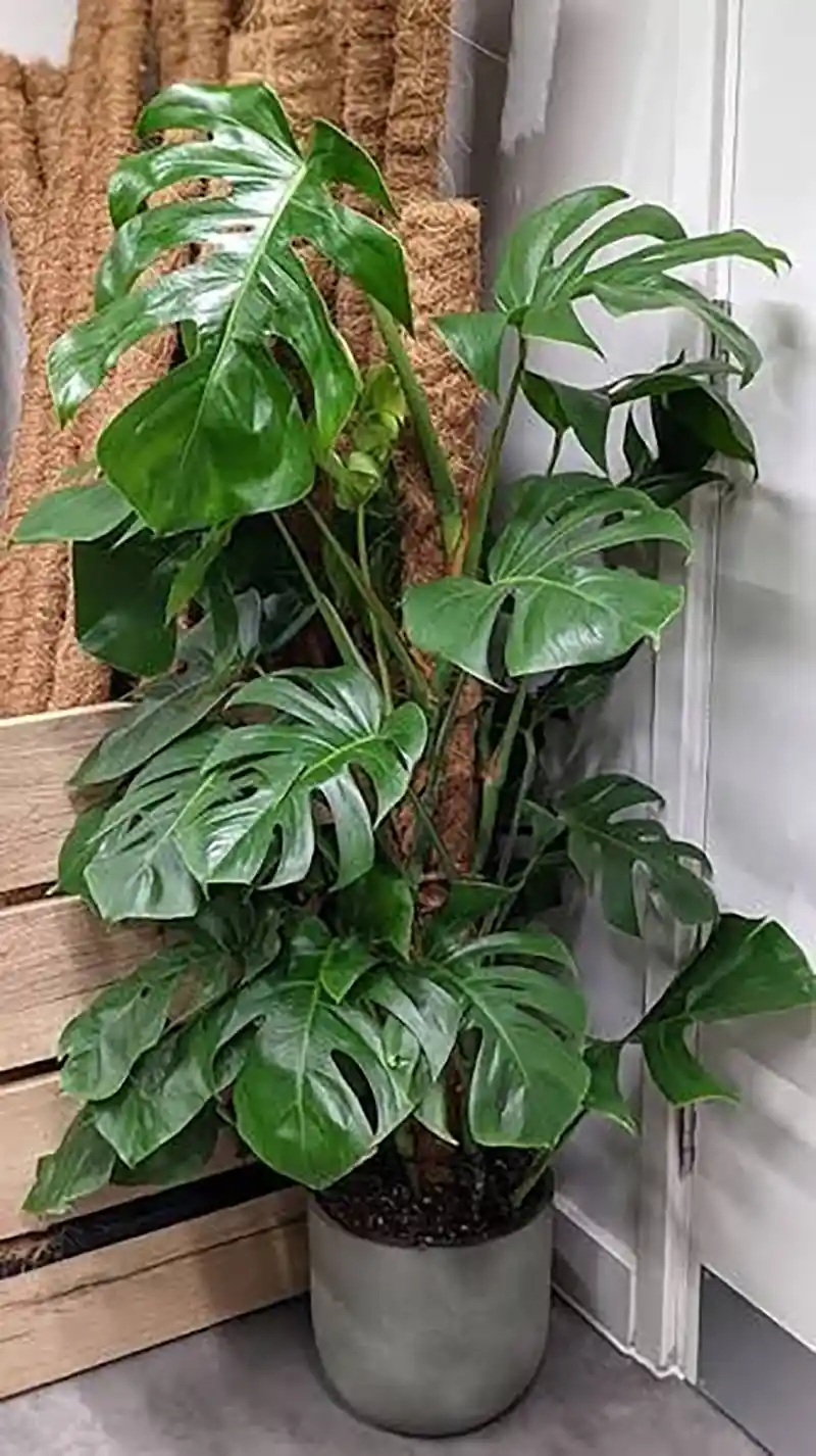 Monstera deliciosa 