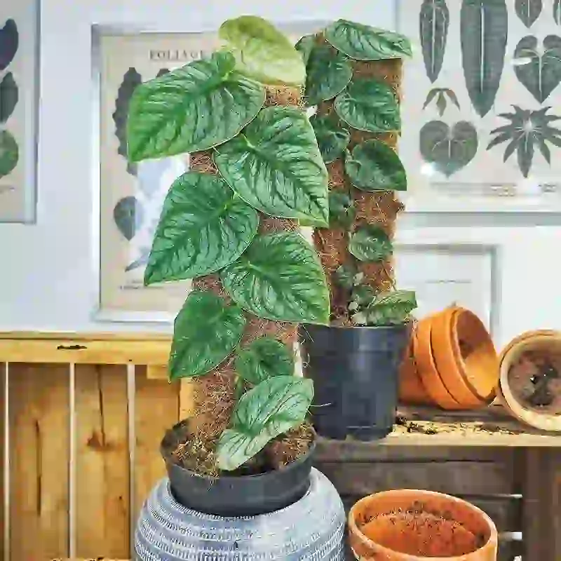 Monstera dubia