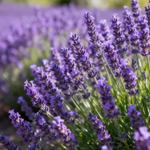 Potted lavender size guide