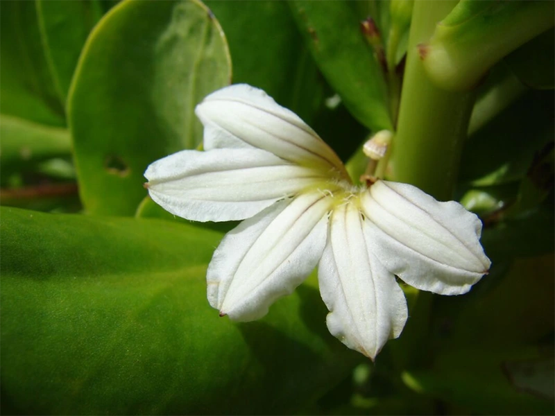 Naupaka 