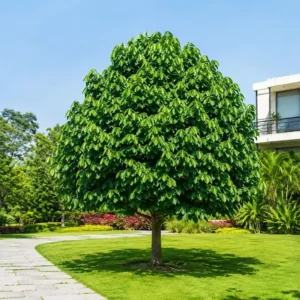 Paw paw tree lawn