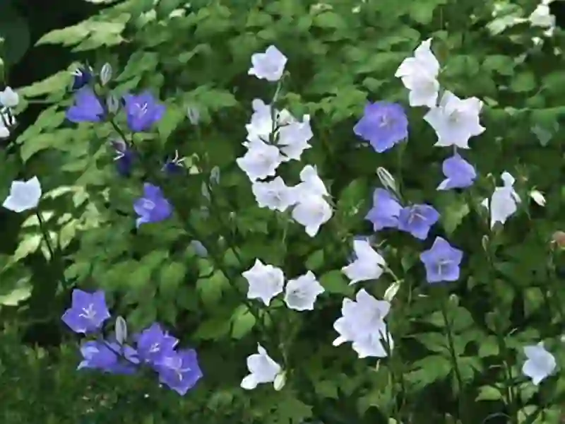 Peach-leaved bellflower