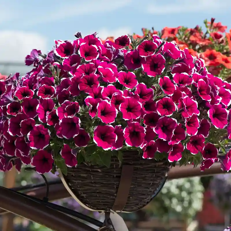 Petunia