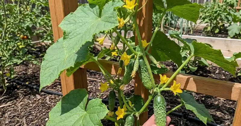 Pickling Cucumbers