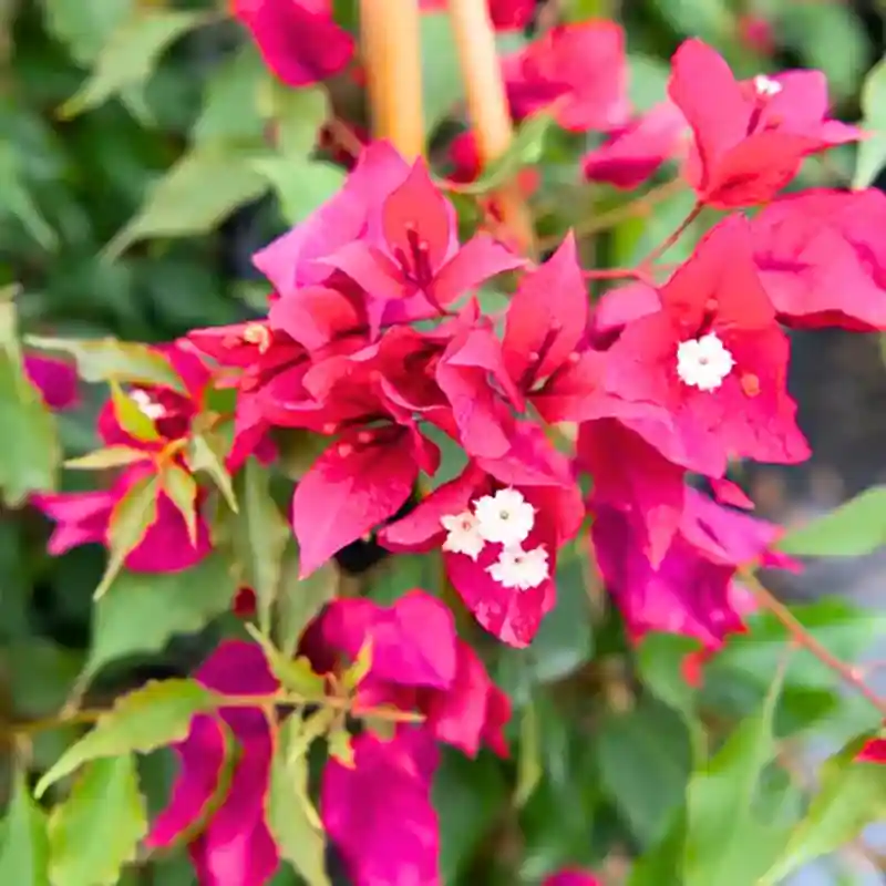 Pink Bougainvillea