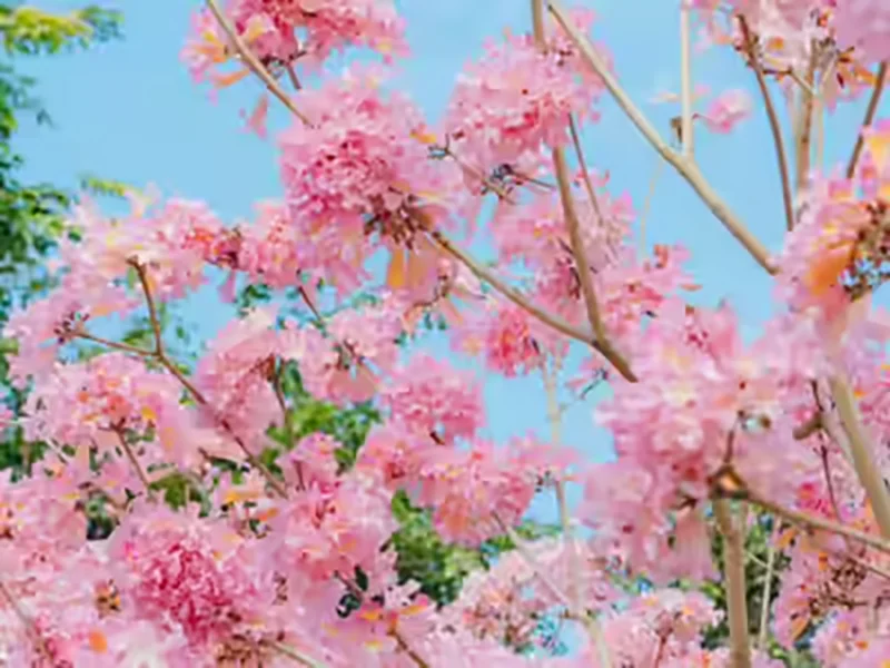 Pink Cherry Blossom