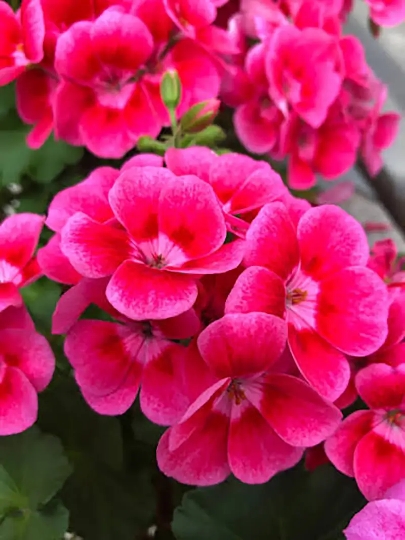 Pink Geranium