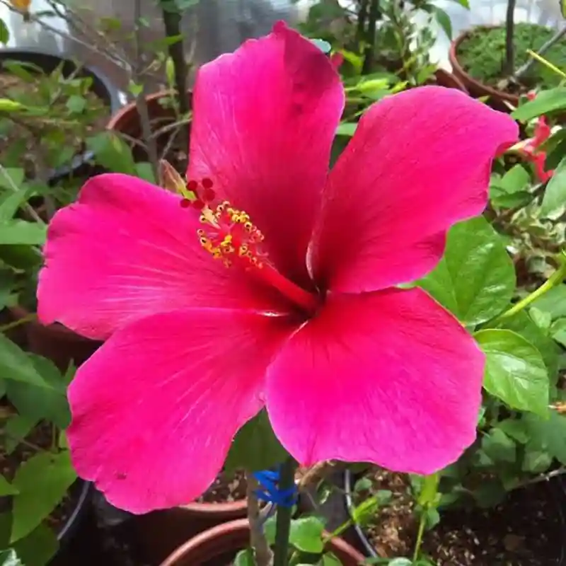 Pink Hibiscus