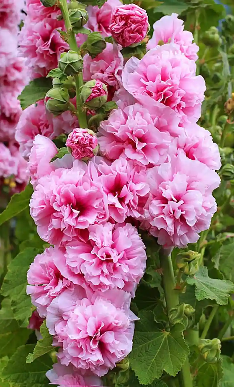 Pink Hollyhock