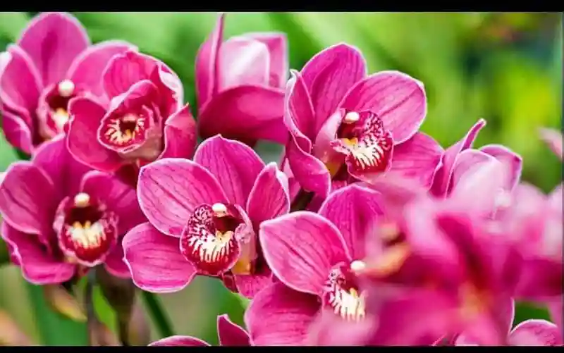 Pink Orchid