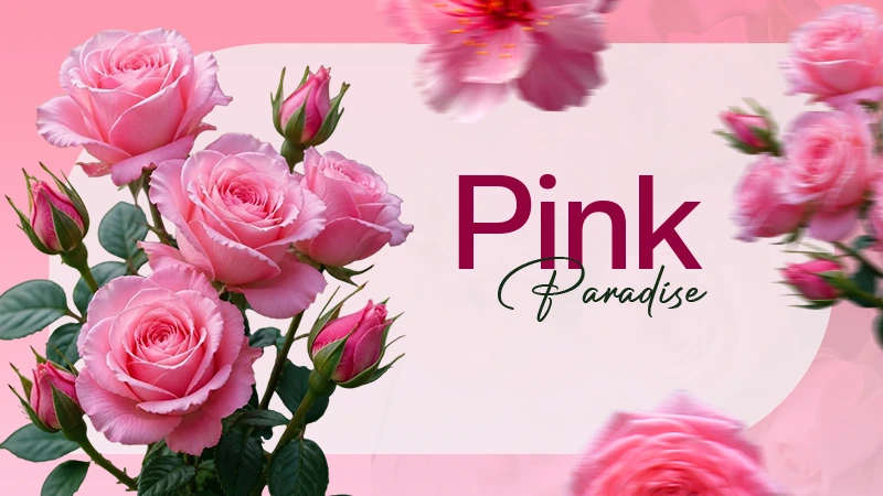 Pink Paradise
