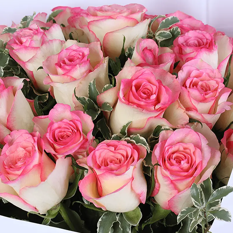 Pink Roses