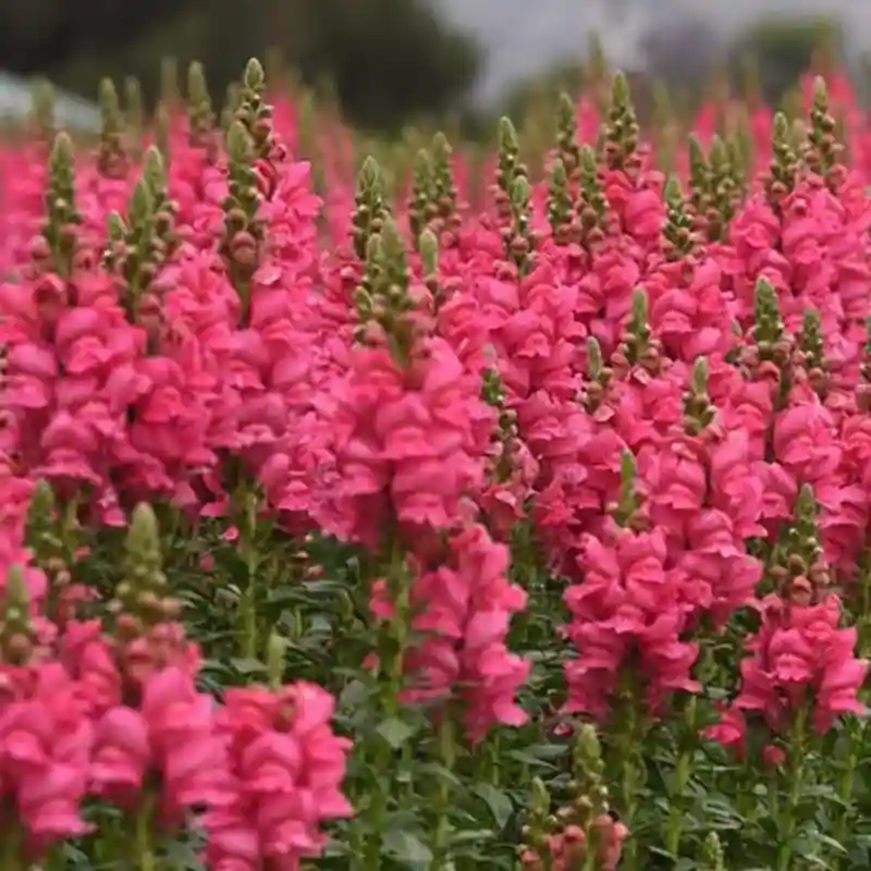 Pink Snapdragon